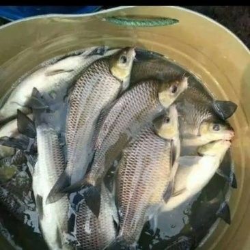 內江龍魚的市場價格是多少？（內江龍魚市場價格是多少內江龍魚市場價格是多少）