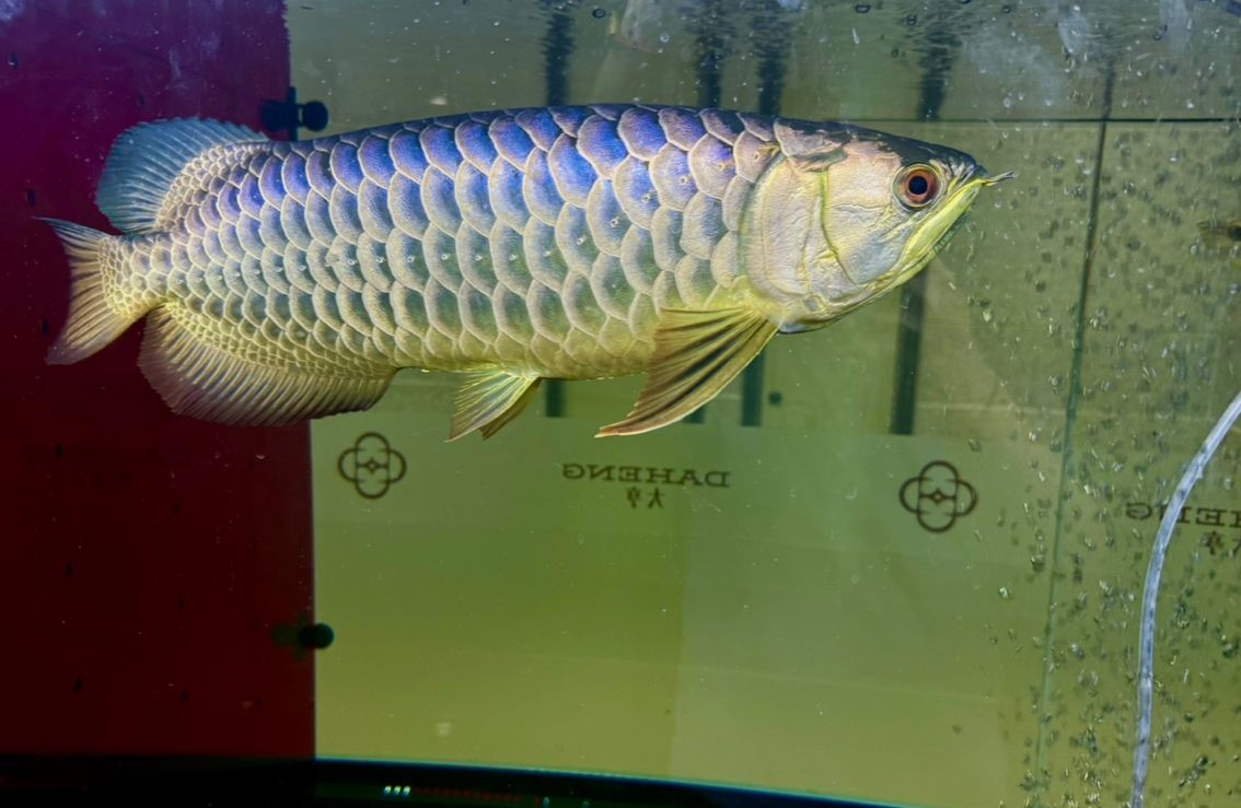 一條不會讓你輸的魚