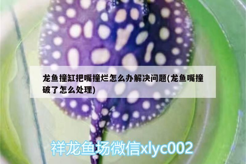 龍魚撞缸把嘴撞爛怎么辦解決問題(龍魚嘴撞破了怎么處理)（龍魚撞缸把嘴撞爛怎么辦）