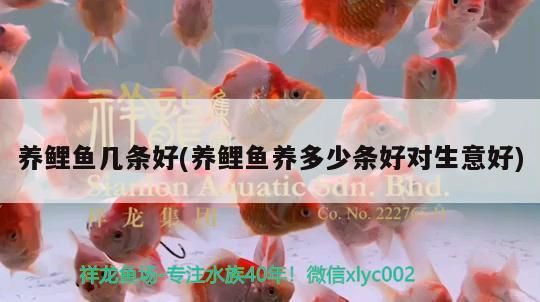 養(yǎng)鯉魚幾條好(養(yǎng)鯉魚養(yǎng)多少條好對生意好) 養(yǎng)鯉魚幾條好(養(yǎng)鯉魚養(yǎng)多少條好對生意好) 觀賞魚百科