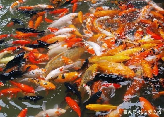 金龍魚濃香型和清香型的區別：金龍魚濃香型和清香型的主要區別是什么？ 金龍魚濃香型和清香型的區別：金龍魚濃香型和清香型的主要區別是什么？ 觀賞魚百科 第2張