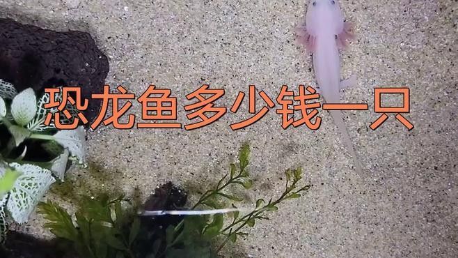 人工繁殖的六角恐龍魚價格是多少？（人工繁殖的六角恐龍魚價格是多少）