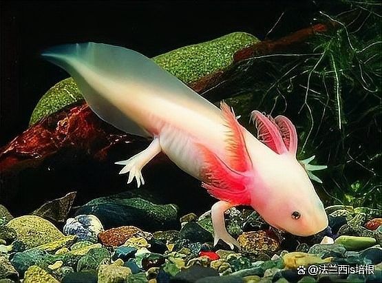 人工繁殖的六角恐龍魚價格是多少？（人工繁殖的六角恐龍魚價格是多少）