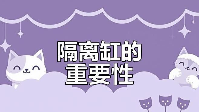 飛鳳魚吸龍魚如何隔離