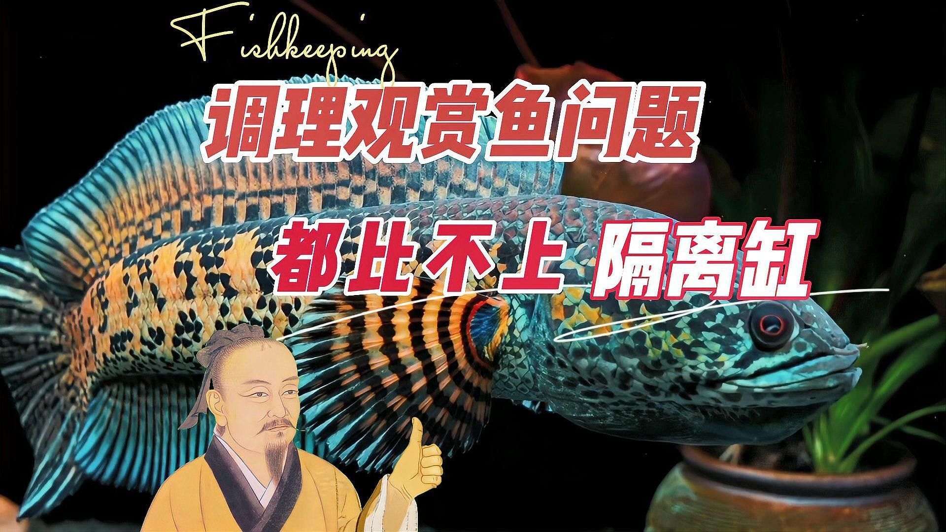 飛鳳魚吸龍魚如何隔離