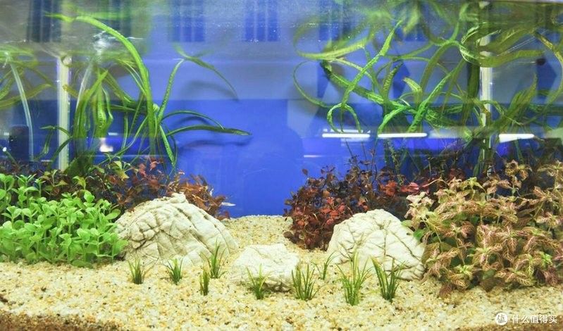 金龍魚魚缸造景需要哪些材料（龍魚魚缸造景基礎材料及注意事項）