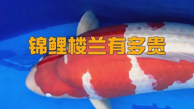 錦鯉樓蘭有哪些系列（錦鯉樓蘭有多貴） 錦鯉樓蘭有哪些系列（錦鯉樓蘭有多貴） 龍魚百科 第8張
