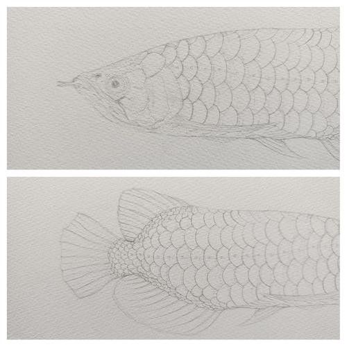 龍魚簡筆畫步驟（兒童簡筆畫之龍魚簡筆畫）