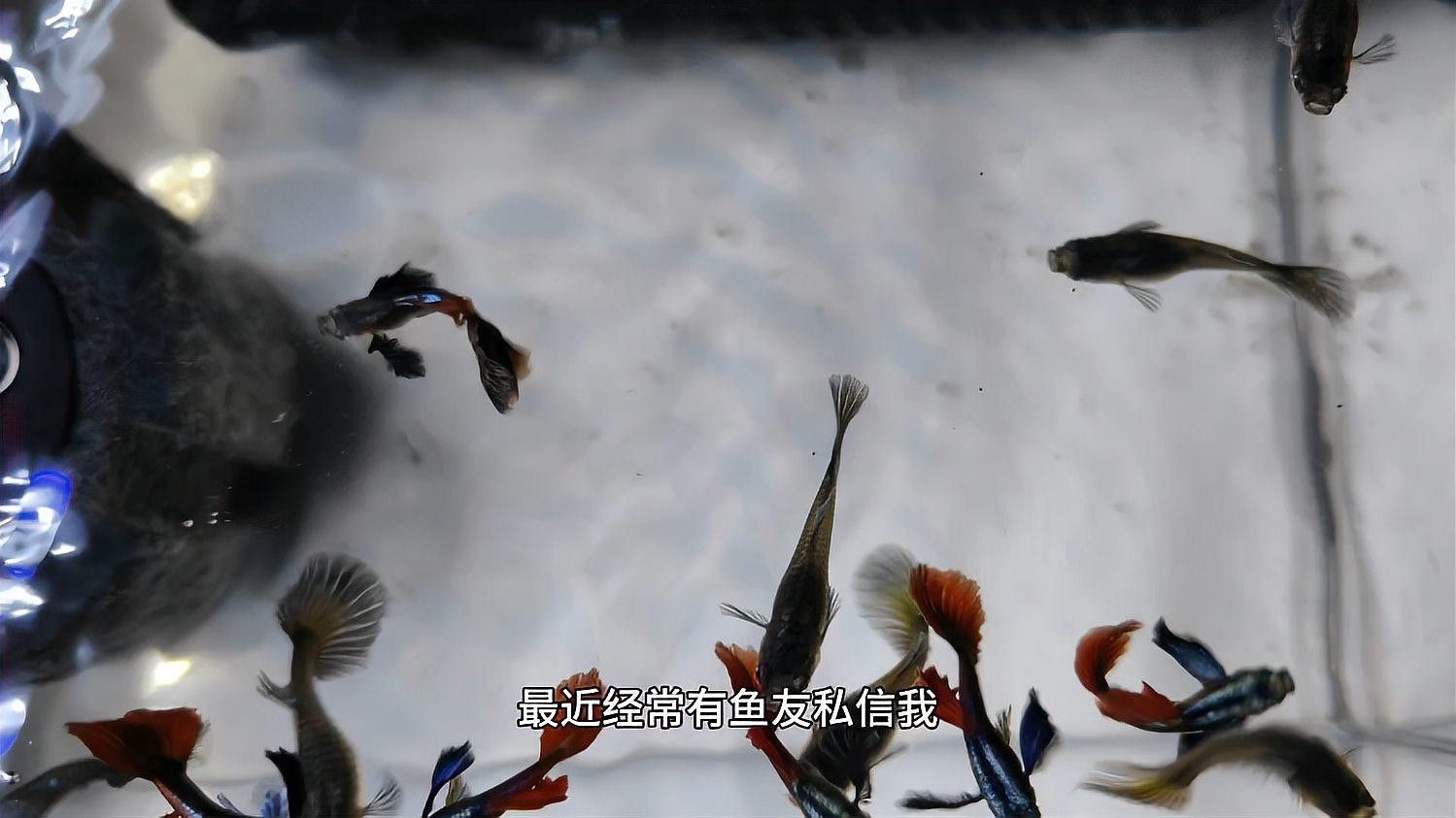 如何清潔和維護魚缸恒溫加熱器（家用魚缸恒溫加熱器如何清潔和維護魚缸恒溫加熱器）