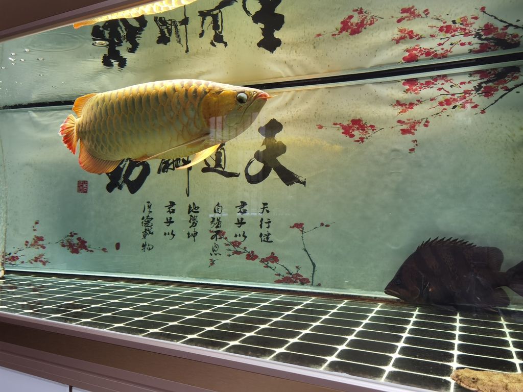 （全球變暖對海洋生態系統產生的影響） （全球變暖對海洋生態系統產生的影響） 龍魚論壇
