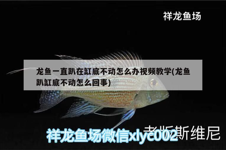 龍魚一直趴在缸底不動怎么辦視頻教學(龍魚趴缸底不動怎么回事)