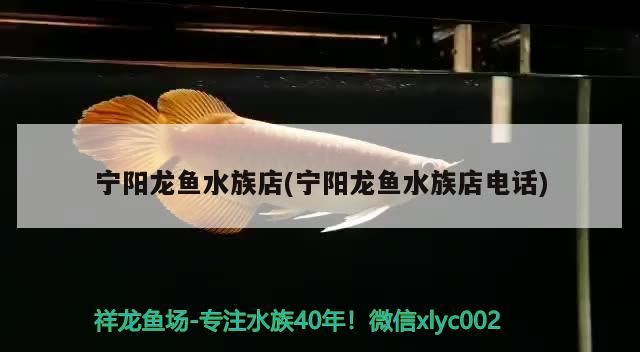 寧陽龍魚水族店(寧陽龍魚水族店電話)