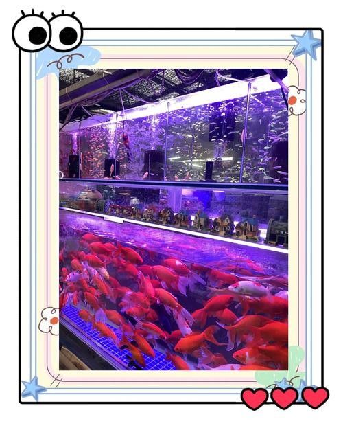 如何聯系濰坊龍魚專賣店（如何找到濰坊龍魚專賣店？） 如何聯系濰坊龍魚專賣店（如何找到濰坊龍魚專賣店？） 龍魚百科 第1張