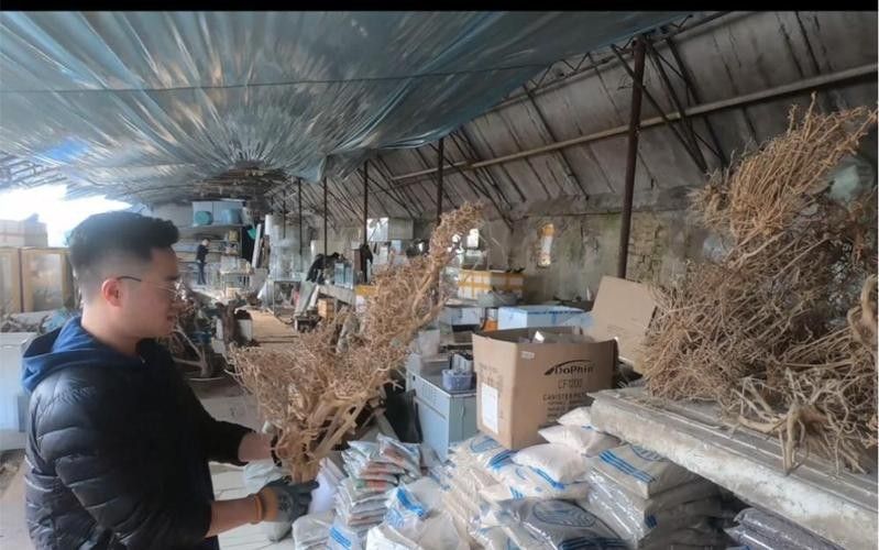 如何聯系濰坊龍魚專賣店（如何找到濰坊龍魚專賣店？） 如何聯系濰坊龍魚專賣店（如何找到濰坊龍魚專賣店？） 龍魚百科 第5張