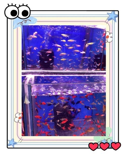 如何聯系濰坊龍魚專賣店（如何找到濰坊龍魚專賣店？） 如何聯系濰坊龍魚專賣店（如何找到濰坊龍魚專賣店？） 龍魚百科 第4張