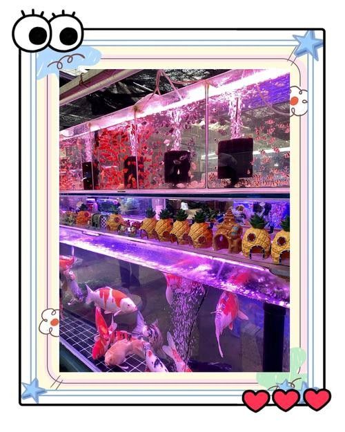 如何聯系濰坊龍魚專賣店（如何找到濰坊龍魚專賣店？） 如何聯系濰坊龍魚專賣店（如何找到濰坊龍魚專賣店？） 龍魚百科 第2張