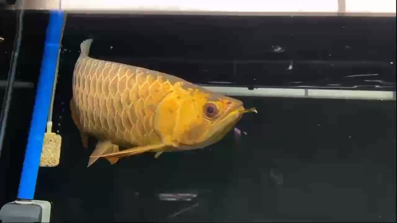鯊魚嘴古典過背（鯊魚嘴古典過背藝術風格分析：鯊魚嘴古典過背） 鯊魚嘴古典過背（鯊魚嘴古典過背藝術風格分析：鯊魚嘴古典過背） 龍魚論壇