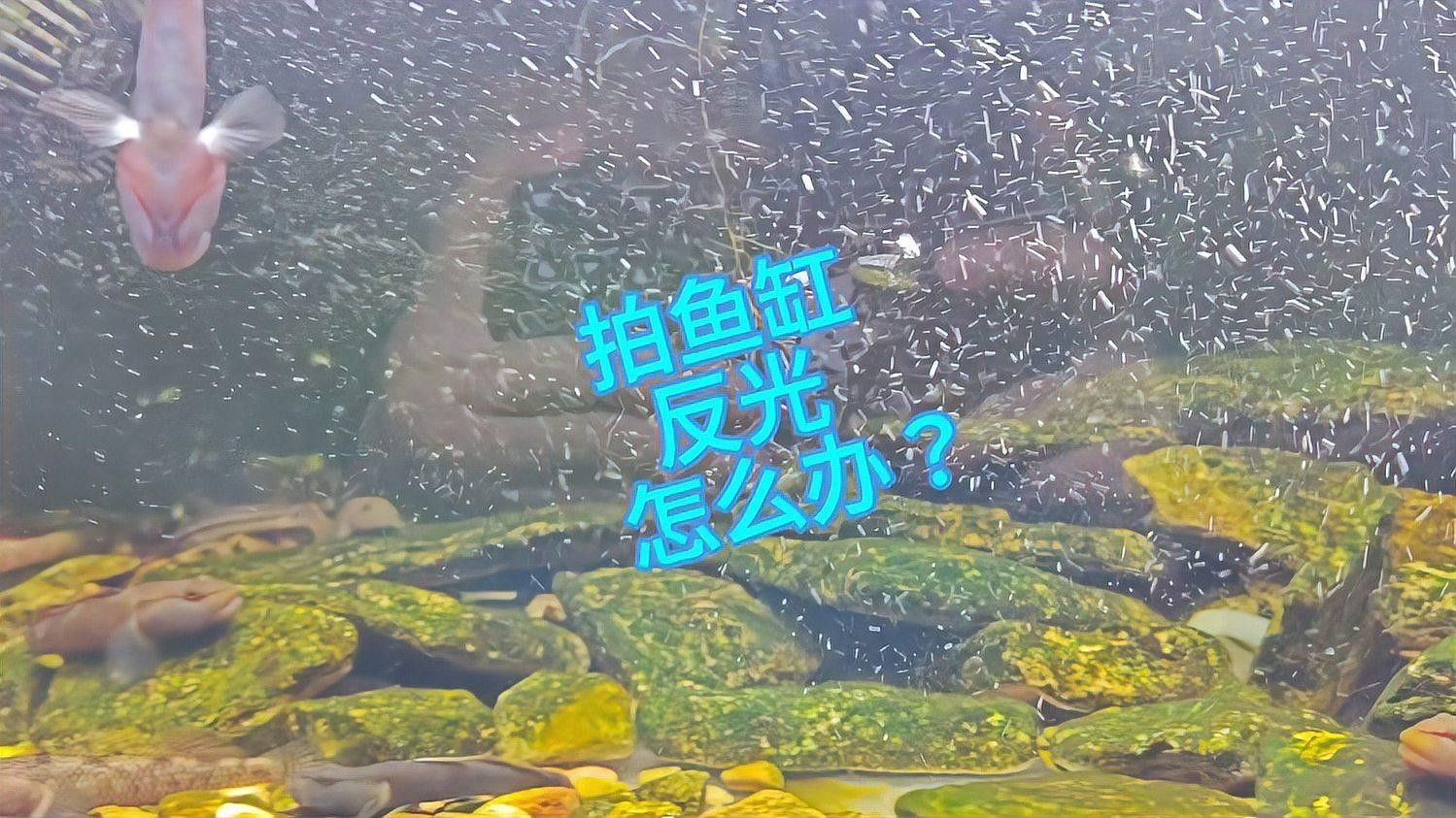如何在拍攝中避免魚缸反光？（拍攝魚缸反光怎么辦）