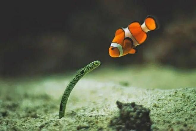 如何在拍攝中避免魚缸反光？（拍攝魚缸反光怎么辦）