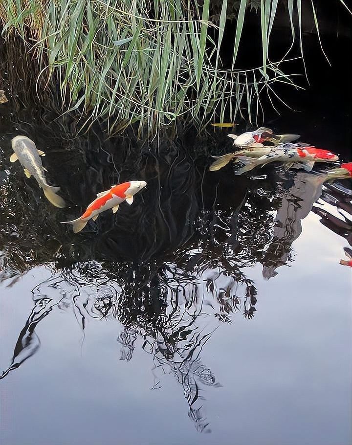 如何在拍攝中避免魚缸反光？（拍攝魚缸反光怎么辦）