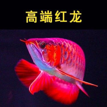 哪里可以購買到高背紅尾金龍魚（如何購買高背紅尾金龍魚）