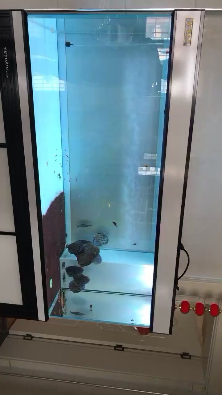 被銀龍魚咬到有事嗎圖片 被銀龍魚咬了怎么辦（被銀龍魚咬傷了怎么辦）