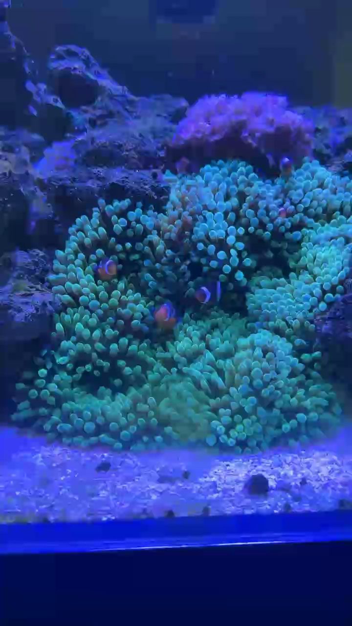 我的虎魚真菌感染了要怎么處理 生活中的許多瞬間,都是細碎的美好”。(生活中的細碎美好) 龍魚論壇 生活中的許多瞬間,都是細碎的美好”。(生活中的細碎美好) 生活中的許多瞬間,都是細碎的美好”。(生活中的細碎美好) 龍魚論壇