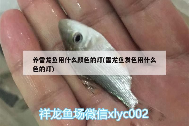 養雷龍魚用什么顏色的燈(雷龍魚發色用什么色的燈)