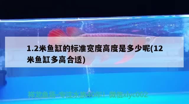 1.2米魚(yú)缸的標(biāo)準(zhǔn)寬度高度是多少呢(12米魚(yú)缸多高合適)
