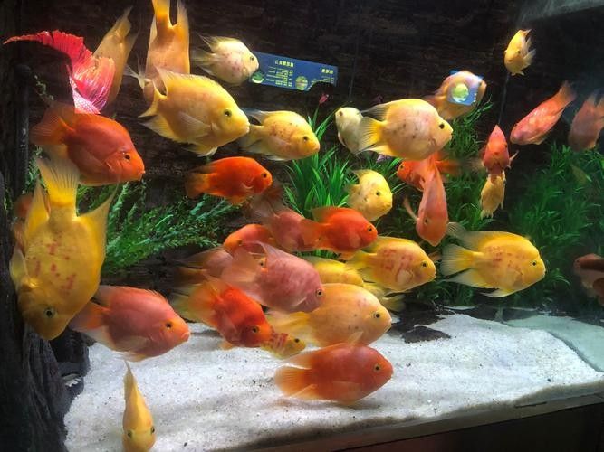 成都龍魚閣水族館有哪些特色品種（成都龍魚閣水族館有哪些特色？） 成都龍魚閣水族館有哪些特色品種（成都龍魚閣水族館有哪些特色？） 龍魚百科 第5張