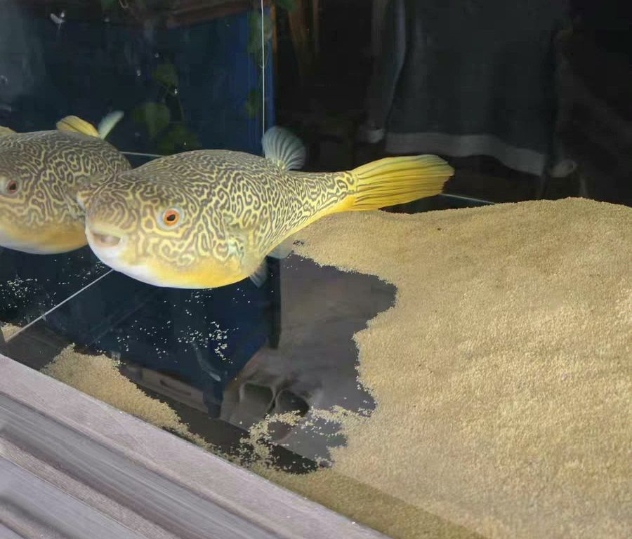 超大尺寸43公分野生皇冠狗頭魚低價出（沙僧水族評論：超大尺寸43公分野生皇冠狗頭魚低價出） 超大尺寸43公分野生皇冠狗頭魚低價出（沙僧水族評論：超大尺寸43公分野生皇冠狗頭魚低價出） 龍魚論壇 第1張