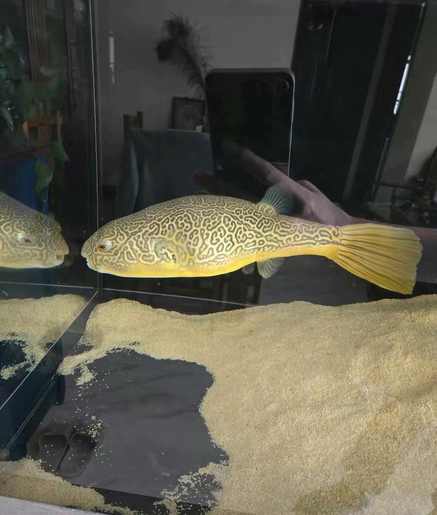 超大尺寸43公分野生皇冠狗頭魚低價出（沙僧水族評論：超大尺寸43公分野生皇冠狗頭魚低價出） 超大尺寸43公分野生皇冠狗頭魚低價出（沙僧水族評論：超大尺寸43公分野生皇冠狗頭魚低價出） 龍魚論壇 第2張