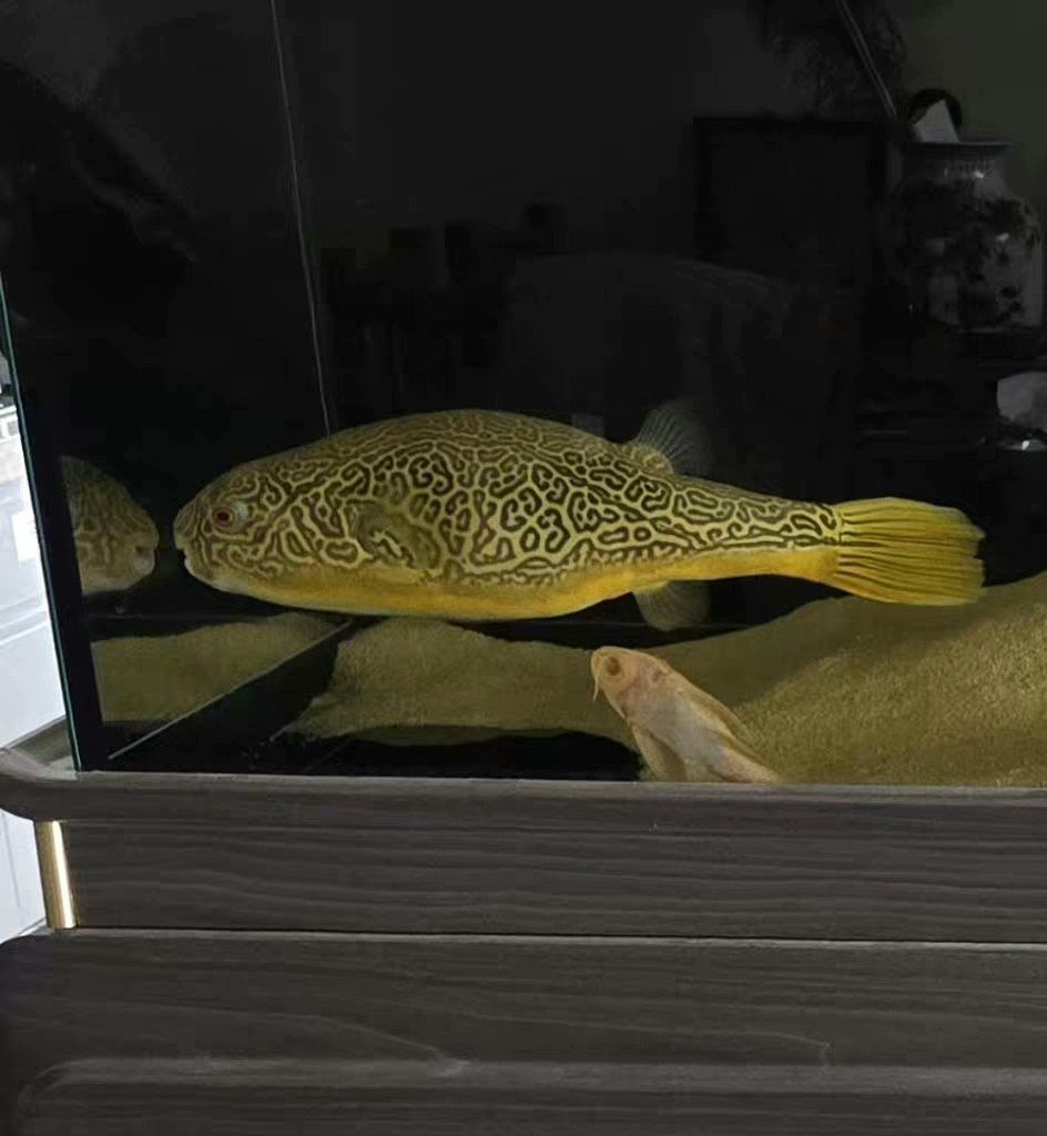 超大尺寸43公分野生皇冠狗頭魚低價出（沙僧水族評論：超大尺寸43公分野生皇冠狗頭魚低價出） 超大尺寸43公分野生皇冠狗頭魚低價出（沙僧水族評論：超大尺寸43公分野生皇冠狗頭魚低價出） 龍魚論壇 第3張
