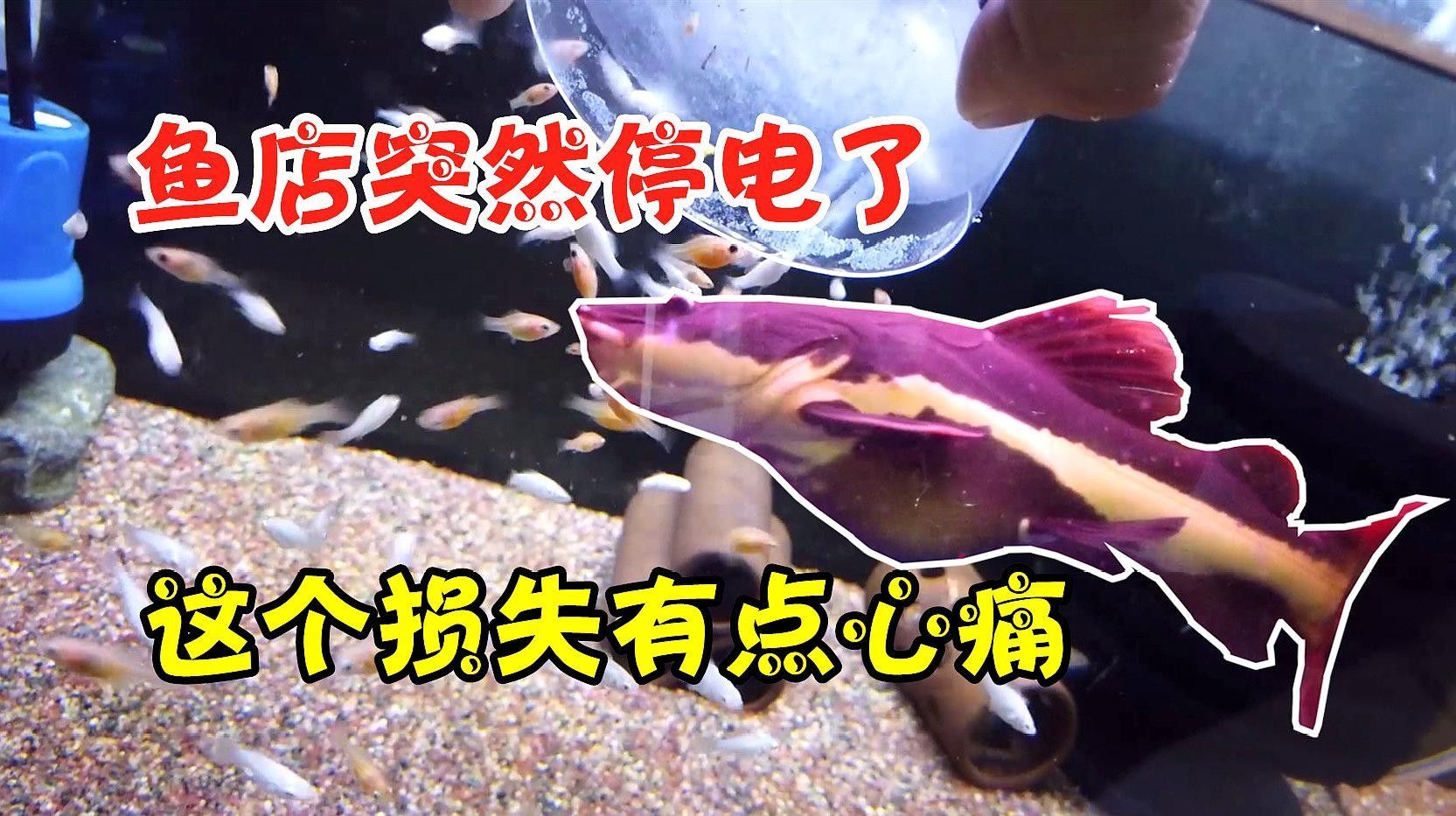 七星哪個水族館龍魚好？祥龍魚場龍魚（七星哪個水族館祥龍魚場）