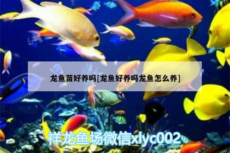 龍魚苗好養(yǎng)嗎[龍魚好養(yǎng)嗎龍魚怎么養(yǎng)] 龍魚苗好養(yǎng)嗎[龍魚好養(yǎng)嗎龍魚怎么養(yǎng)] 觀賞魚百科
