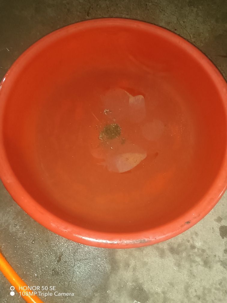 我的火箭兄弟 我的火箭兄弟 龍魚論壇 第5張