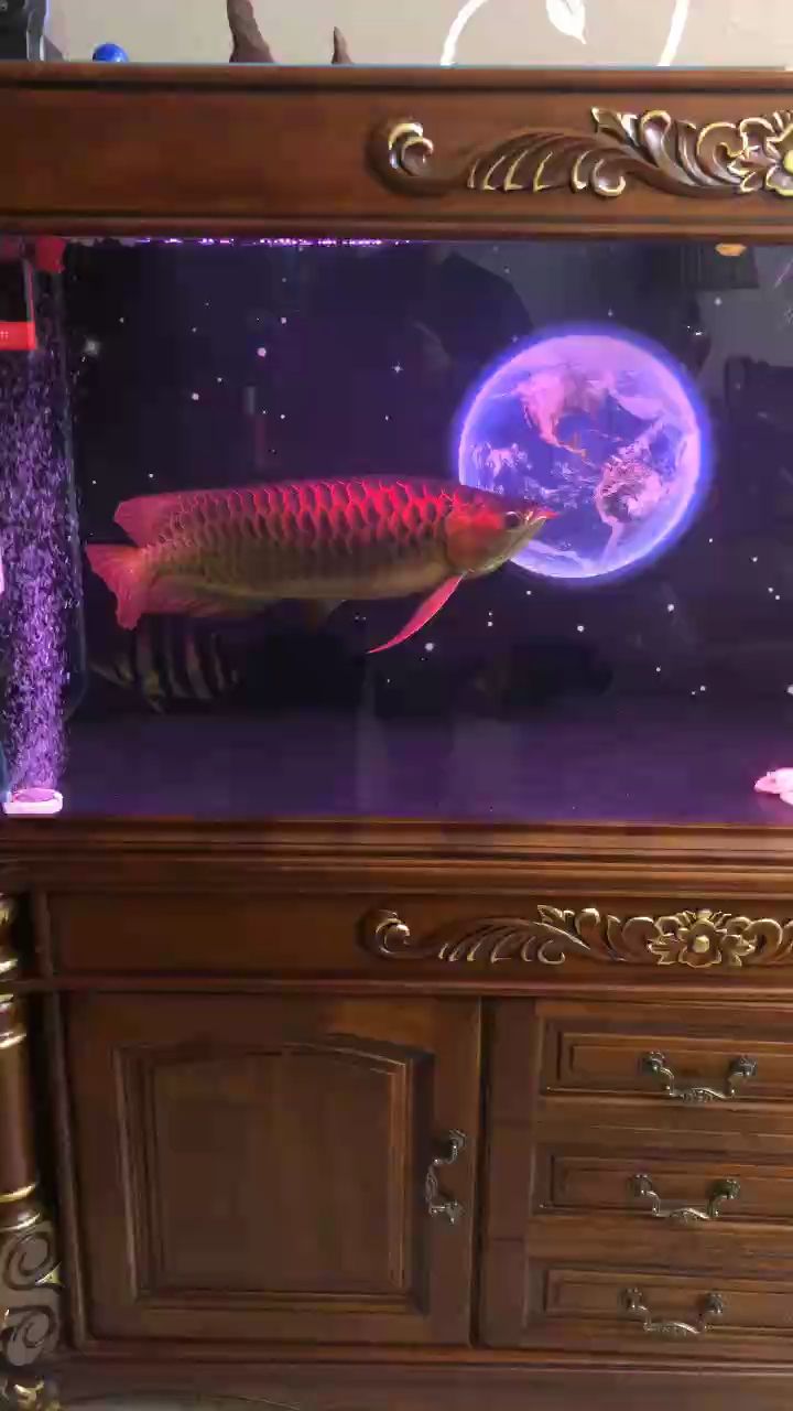 下班回家看看魚(yú)，放松放松心情（下班后回家看看魚(yú)，放松放松心情）