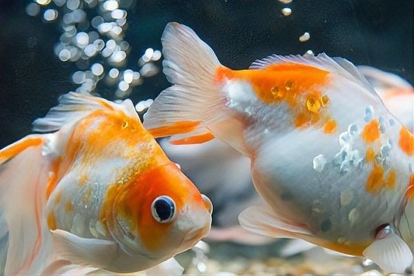2米魚缸可以養幾條泰獅？