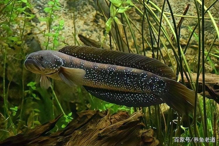 2米魚缸可以養幾條泰獅？