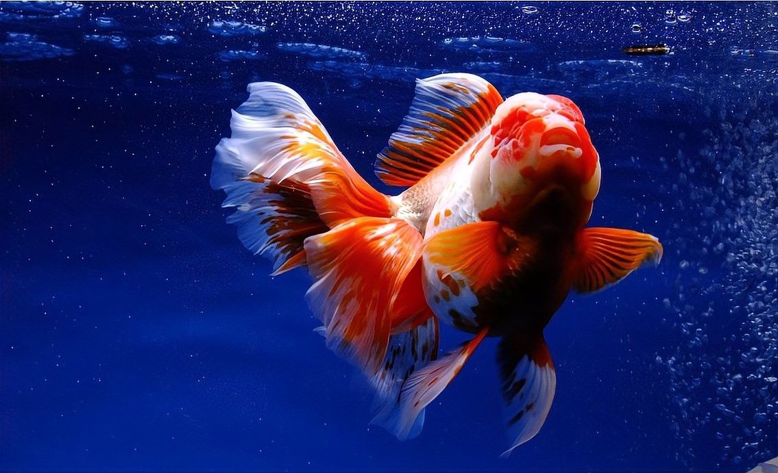 2米魚缸可以養幾條泰獅？