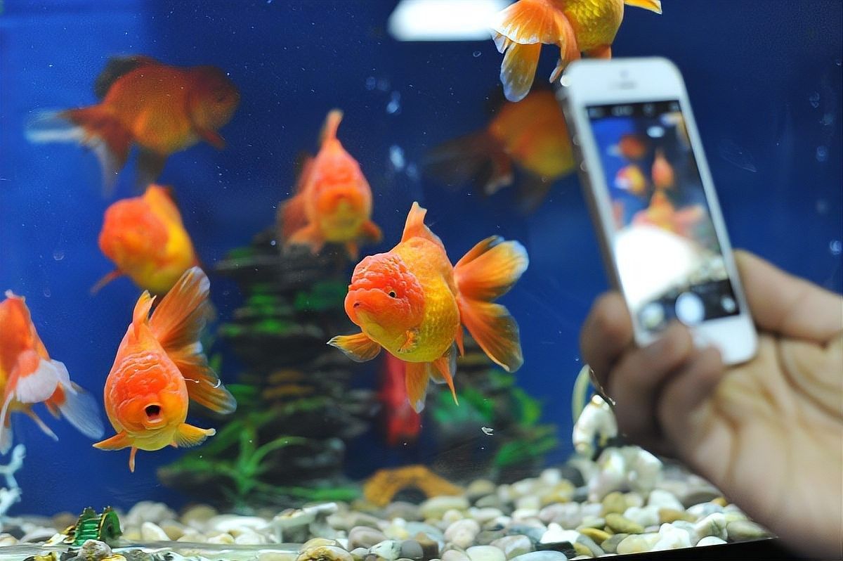 2米魚缸可以養幾條泰獅？