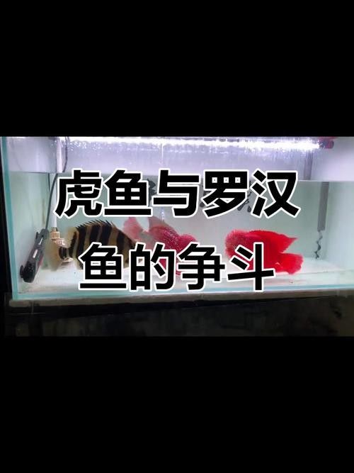 混養時如何預防疾病？
