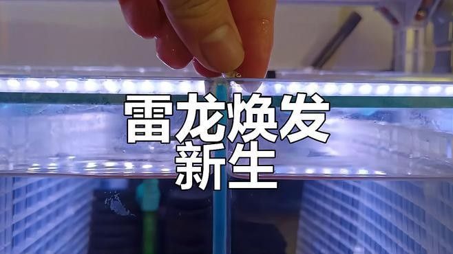 如何判斷雷龍魚是否健康（如何判斷雷龍魚的健康狀況）
