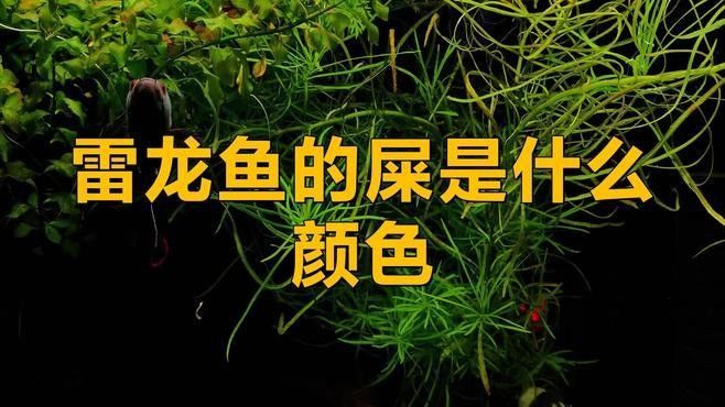 如何判斷雷龍魚是否健康（如何判斷雷龍魚的健康狀況）