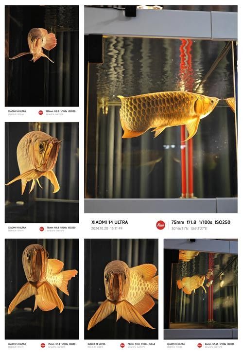 龍魚飼養(yǎng)需要哪些設(shè)備？