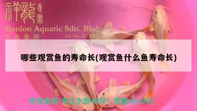 哪些觀賞魚的壽命長(觀賞魚什么魚壽命長)