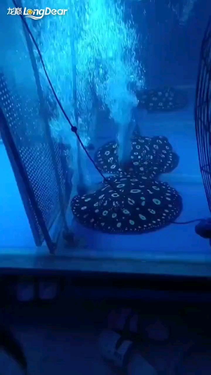 魚(yú)缸造景先放沙還是先放水(魚(yú)缸造景先鋪沙還是先放石頭) 轉(zhuǎn)發(fā)888(數(shù)字傳播在現(xiàn)代社會(huì)中的核心地位,轉(zhuǎn)發(fā)888) 龍魚(yú)論壇 轉(zhuǎn)發(fā)888(數(shù)字傳播在現(xiàn)代社會(huì)中的核心地位,轉(zhuǎn)發(fā)888) 轉(zhuǎn)發(fā)888(數(shù)字傳播在現(xiàn)代社會(huì)中的核心地位,轉(zhuǎn)發(fā)888) 龍魚(yú)論壇