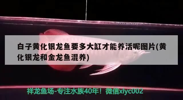白子黃化銀龍魚要多大缸才能養活呢圖片(黃化銀龍和金龍魚混養)