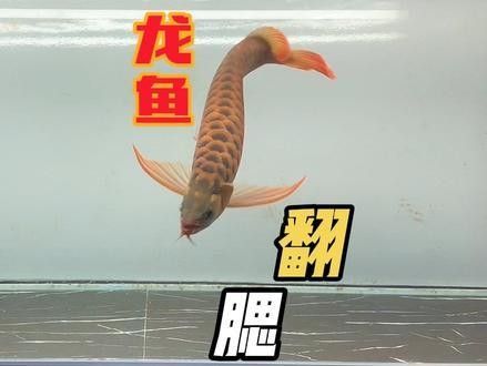 昆明藍鯨魚動物醫院能否進行龍魚手術