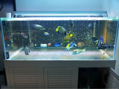 豬鼻龜跟龍魚一起養嗎